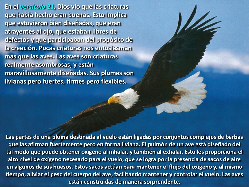 En el versículo 21, Dios vio que las criaturas que había hecho eran buenas. Esto implica que estuvieron bien diseñadas, que eran atrayentes al ojo, que estaban libres de defectos y que participaban del propósito de la creación. Pocas criaturas nos entusiasman más que las aves. Las aves son criaturas realmente asombrosas, y están maravillosamente diseñadas. Sus plumas son livianas pero fuertes, firmes pero flexibles.