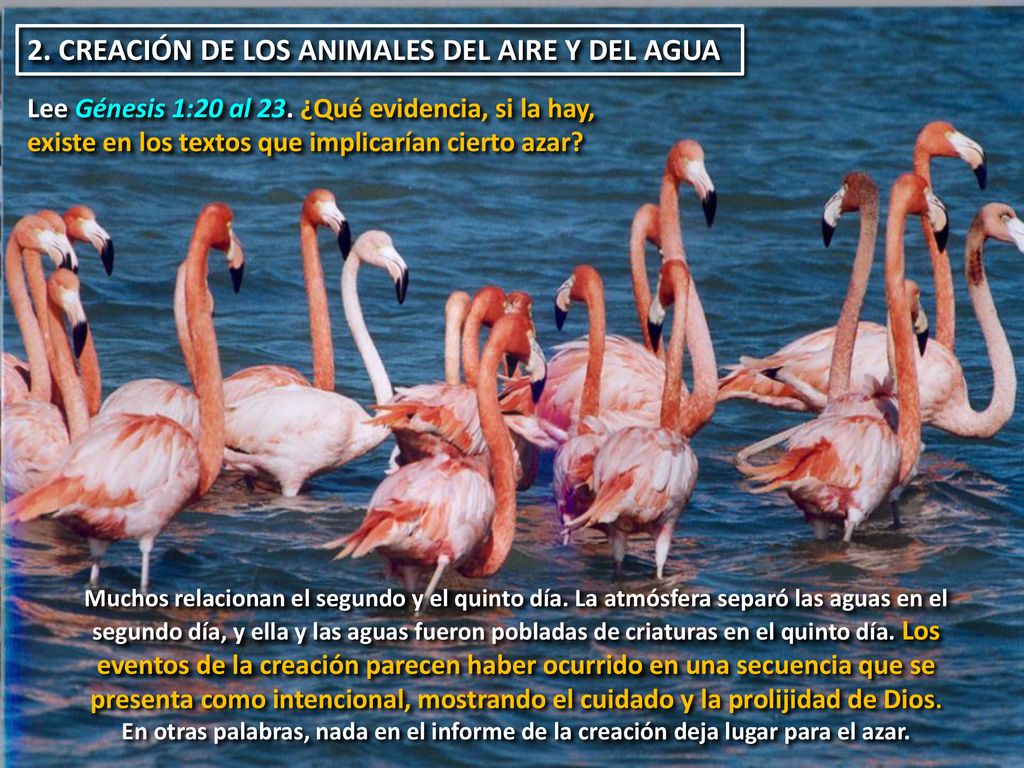 2. CREACIÓN DE LOS ANIMALES DEL AIRE Y DEL AGUA