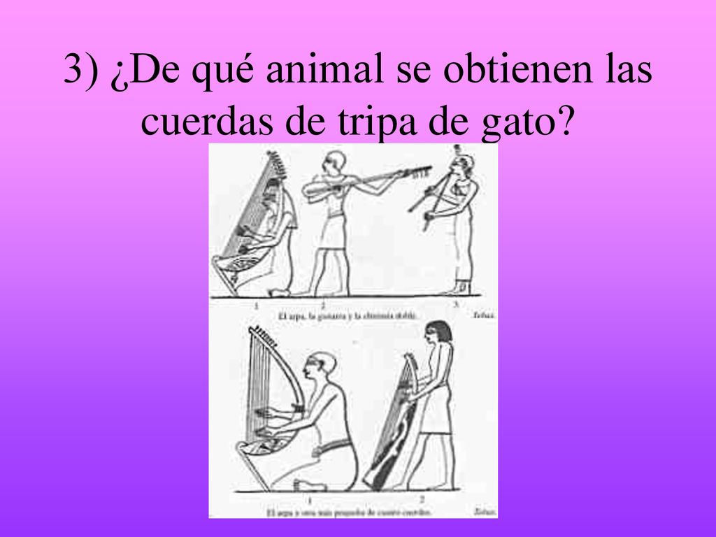 3) ¿De qué animal se obtienen las cuerdas de tripa de gato