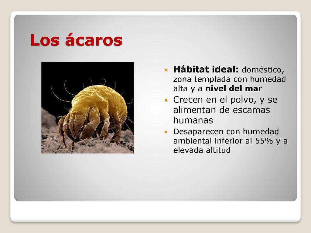 Los ácaros Hábitat ideal: doméstico, zona templada con humedad alta y a nivel del mar. Crecen en el polvo, y se alimentan de escamas humanas.