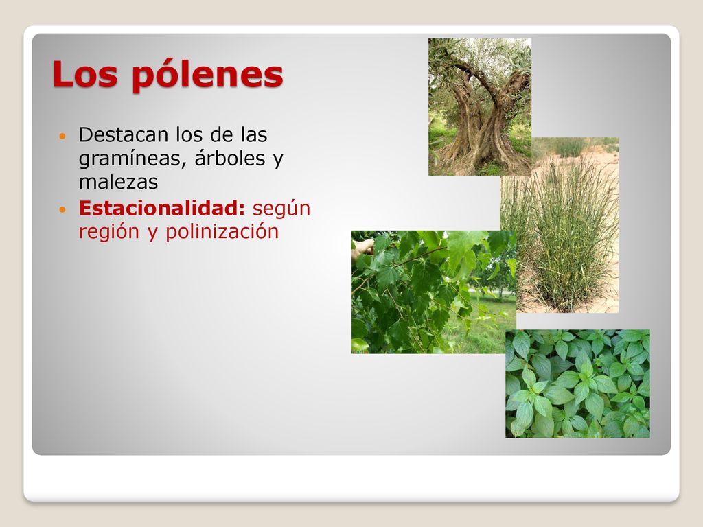 Los pólenes Destacan los de las gramíneas, árboles y malezas