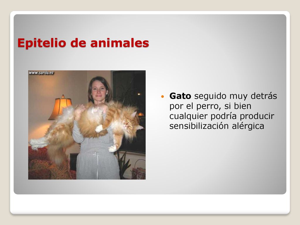 Epitelio de animales Gato seguido muy detrás por el perro, si bien cualquier podría producir sensibilización alérgica.