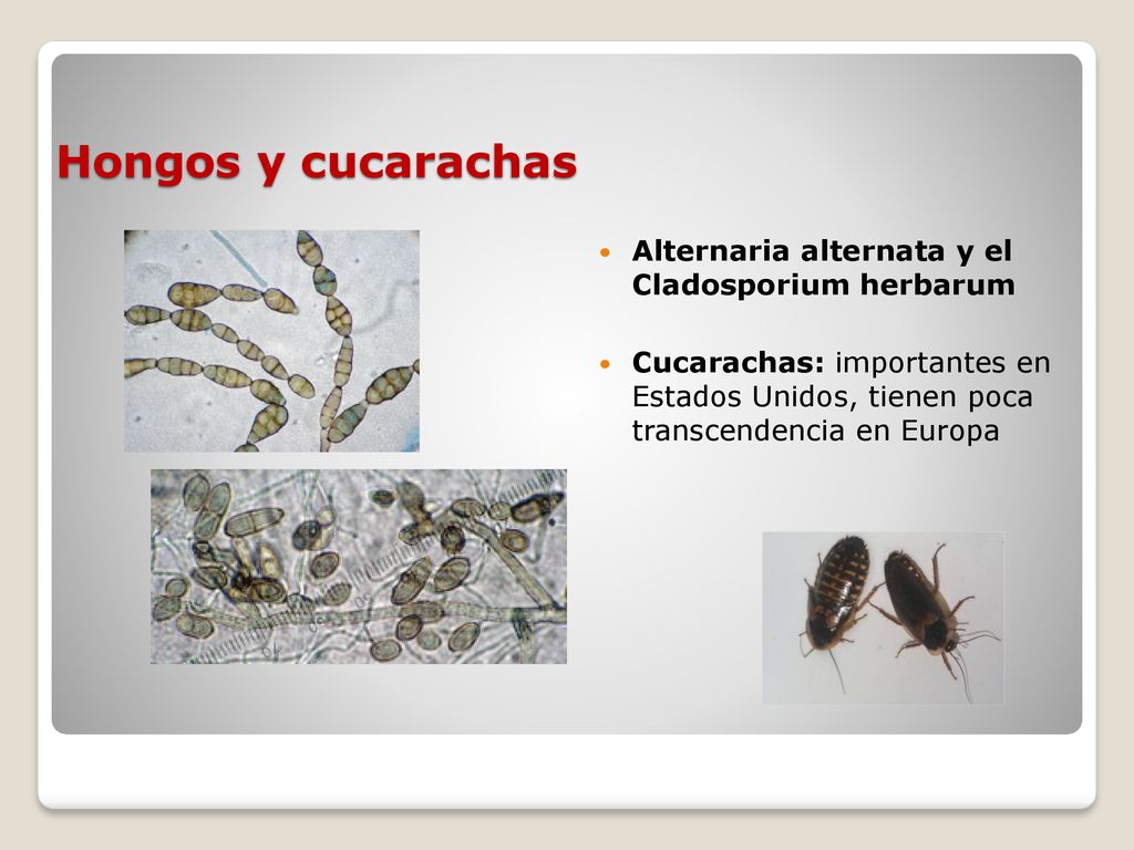 Hongos y cucarachas Alternaria alternata y el Cladosporium herbarum