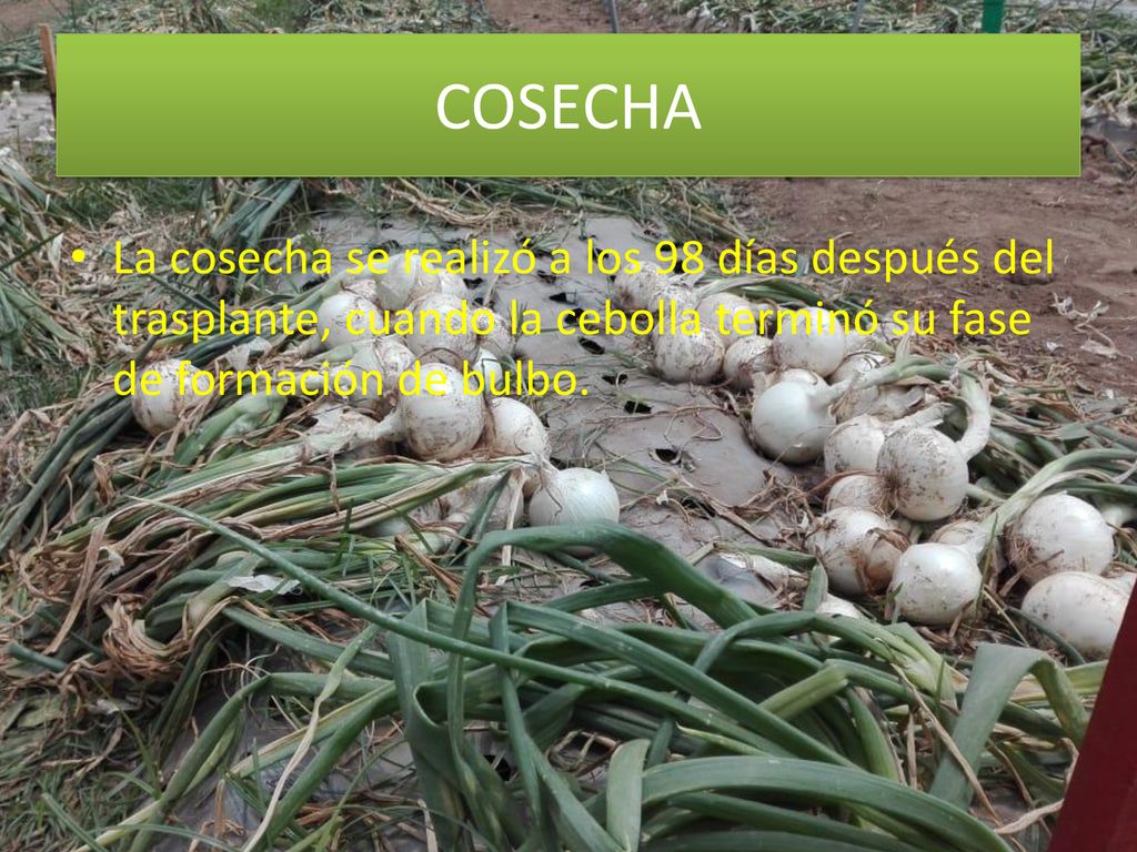 COSECHA La cosecha se realizó a los 98 días después del trasplante, cuando la cebolla terminó su fase de formación de bulbo.