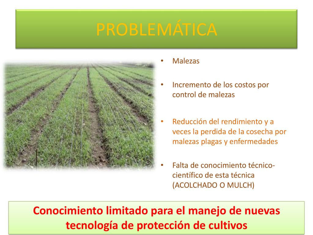 PROBLEMÁTICA Malezas. Incremento de los costos por control de malezas.