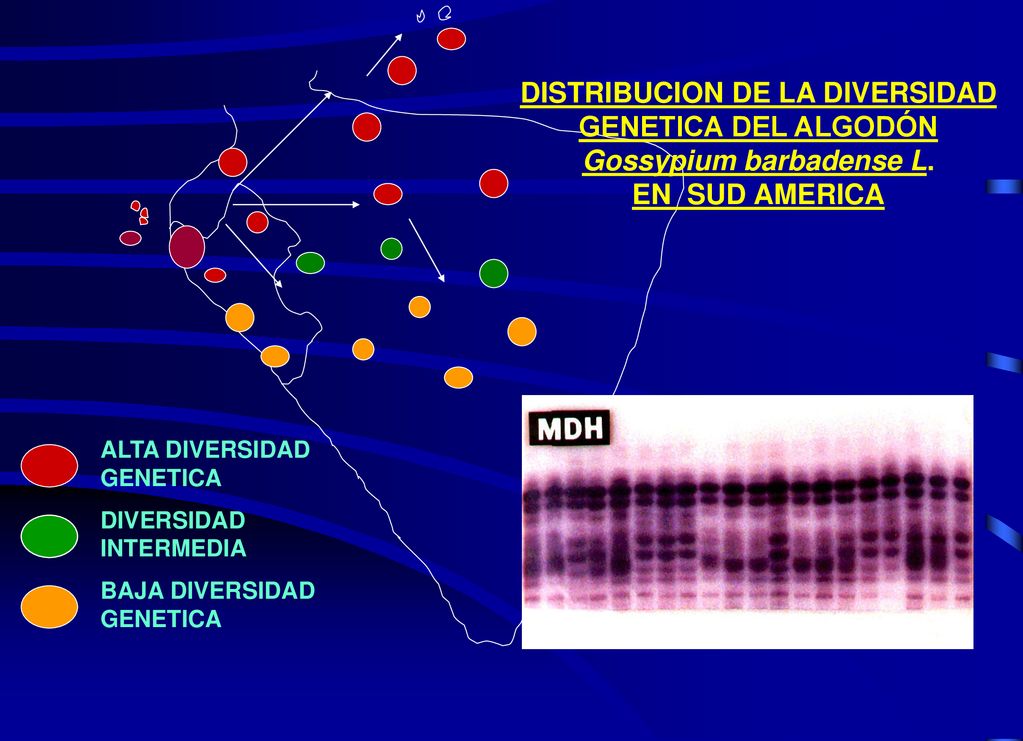 DISTRIBUCION DE LA DIVERSIDAD GENETICA DEL ALGODÓN Gossypium barbadense L. EN SUD AMERICA