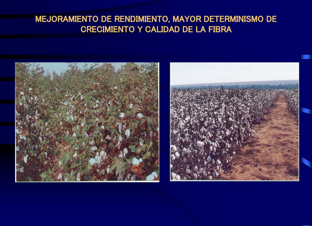 MEJORAMIENTO DE RENDIMIENTO, MAYOR DETERMINISMO DE CRECIMIENTO Y CALIDAD DE LA FIBRA