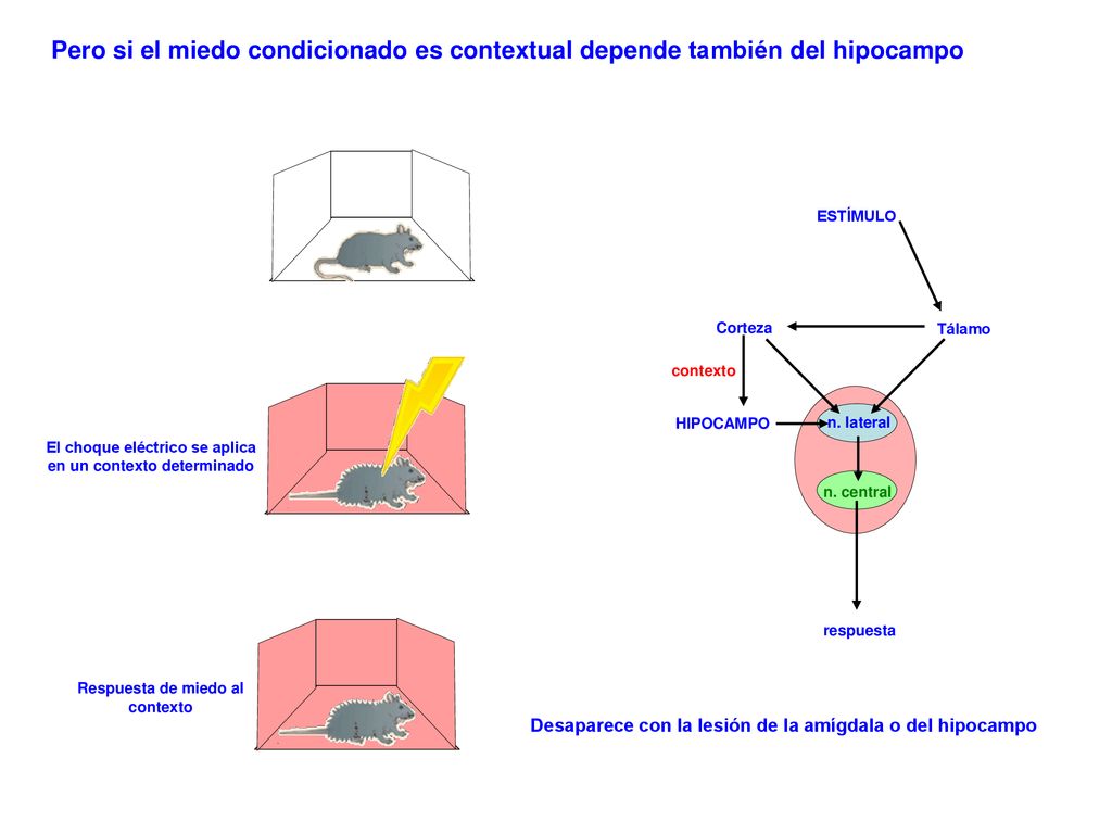 Pero si el miedo condicionado es contextual depende también del hipocampo