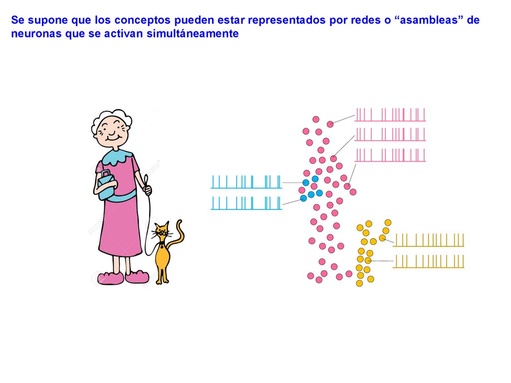 Se supone que los conceptos pueden estar representados por redes o asambleas de neuronas que se activan simultáneamente