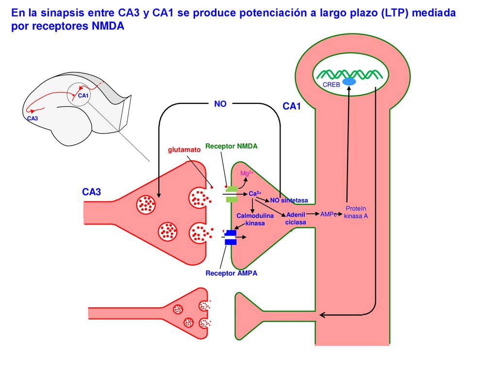 En la sinapsis entre CA3 y CA1 se produce potenciación a largo plazo (LTP) mediada por receptores NMDA