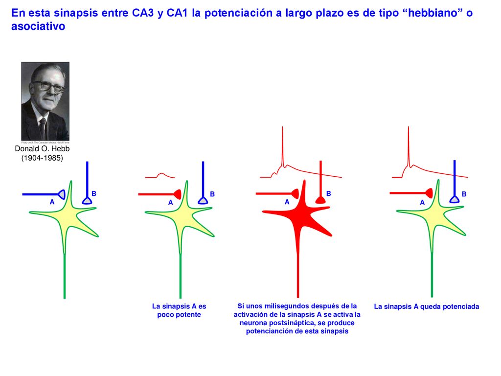 La sinapsis A es poco potente La sinapsis A queda potenciada