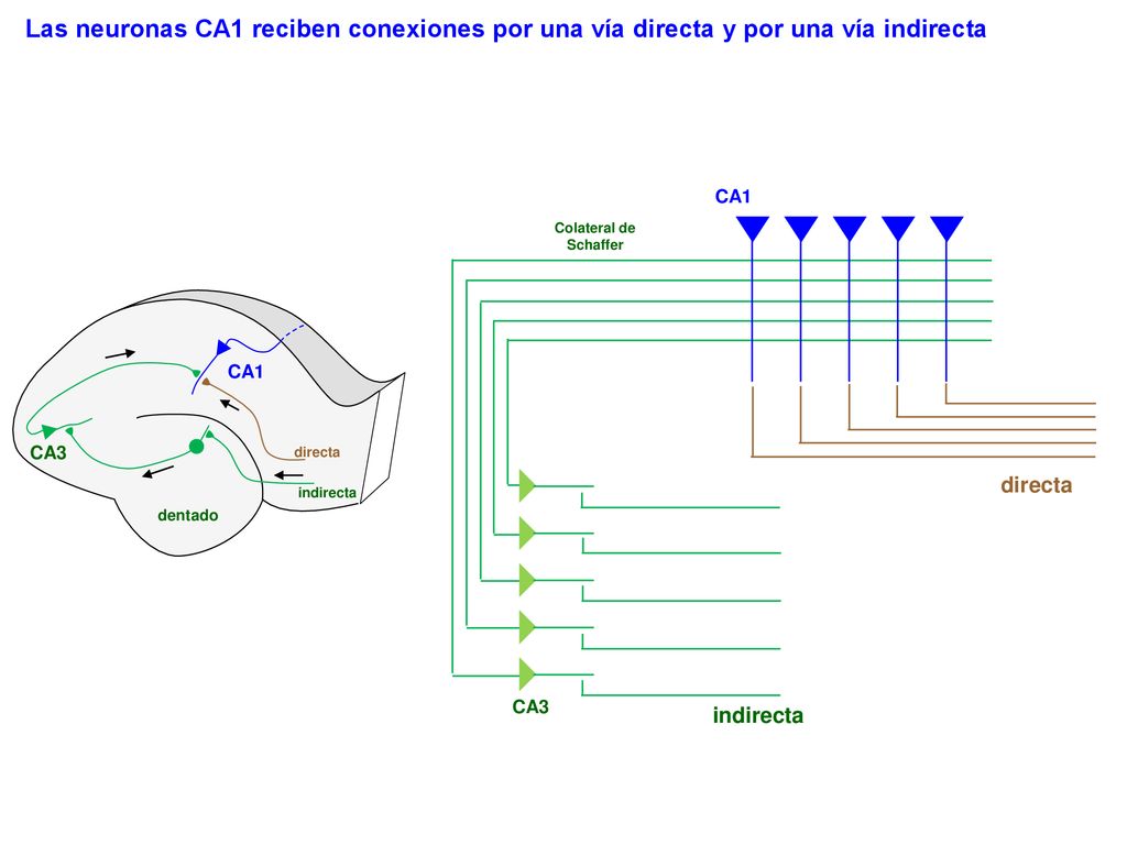 Las neuronas CA1 reciben conexiones por una vía directa y por una vía indirecta