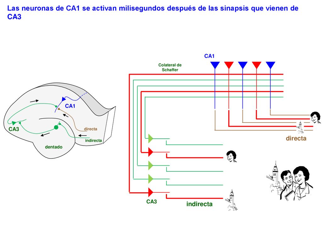 Las neuronas de CA1 se activan milisegundos después de las sinapsis que vienen de CA3
