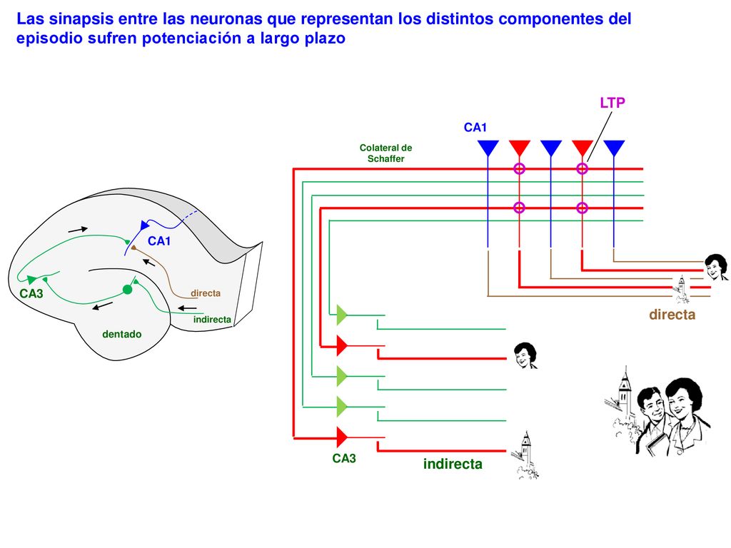 Las sinapsis entre las neuronas que representan los distintos componentes del episodio sufren potenciación a largo plazo