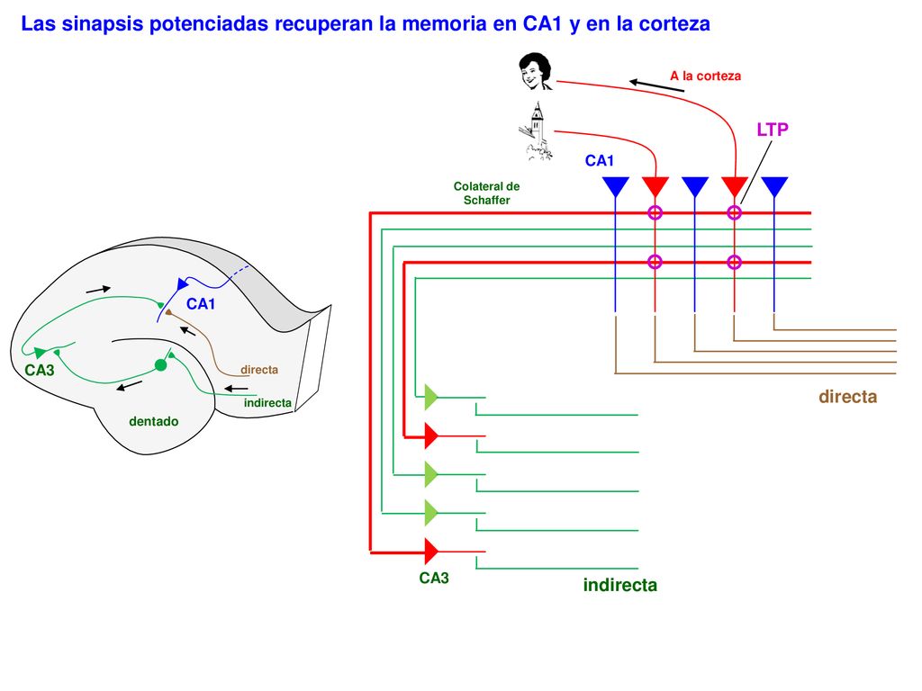 Las sinapsis potenciadas recuperan la memoria en CA1 y en la corteza
