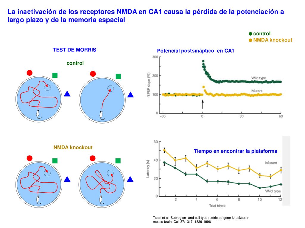 La inactivación de los receptores NMDA en CA1 causa la pérdida de la potenciación a largo plazo y de la memoria espacial