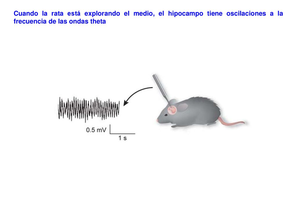 Cuando la rata está explorando el medio, el hipocampo tiene oscilaciones a la frecuencia de las ondas theta
