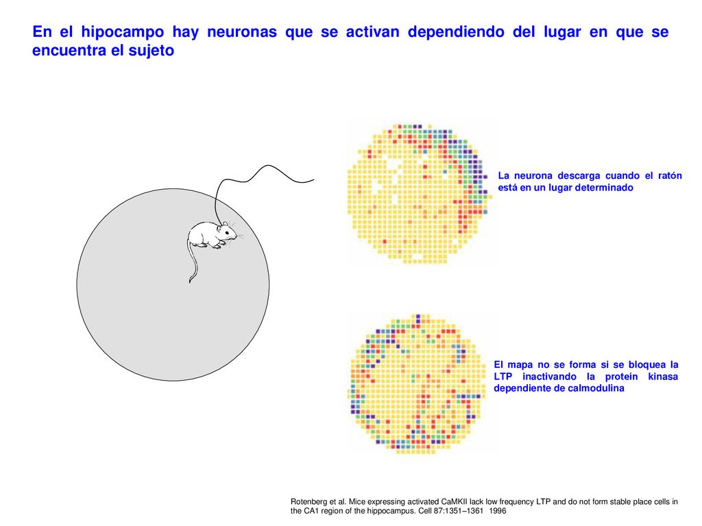 En el hipocampo hay neuronas que se activan dependiendo del lugar en que se encuentra el sujeto