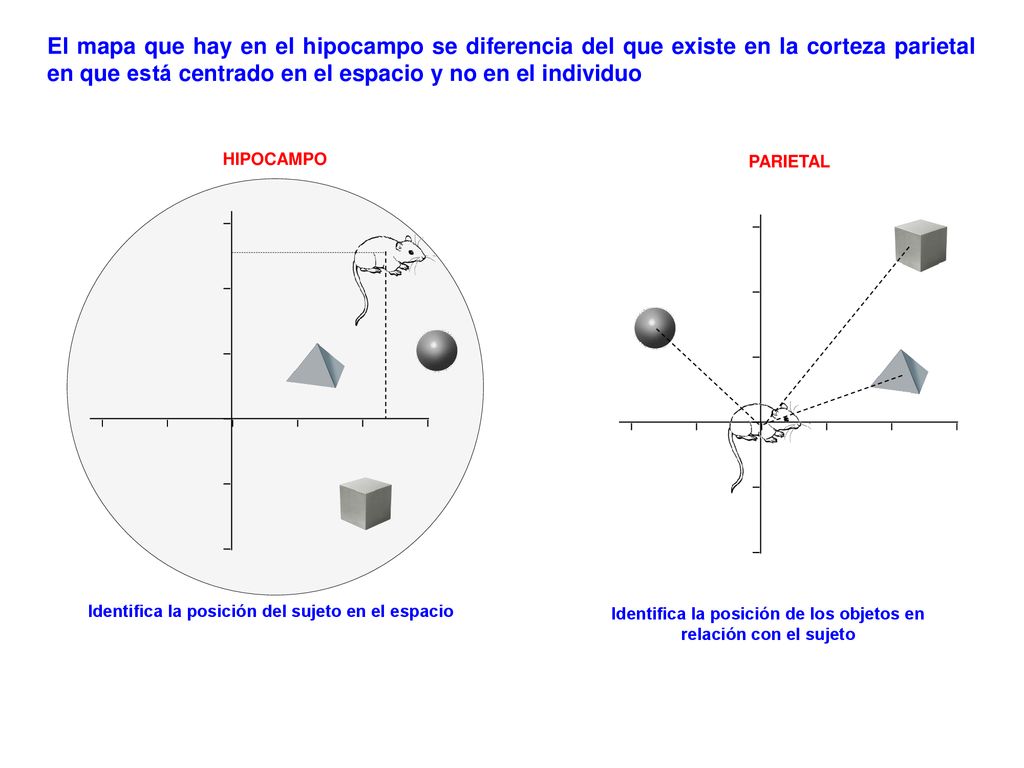 El mapa que hay en el hipocampo se diferencia del que existe en la corteza parietal en que está centrado en el espacio y no en el individuo