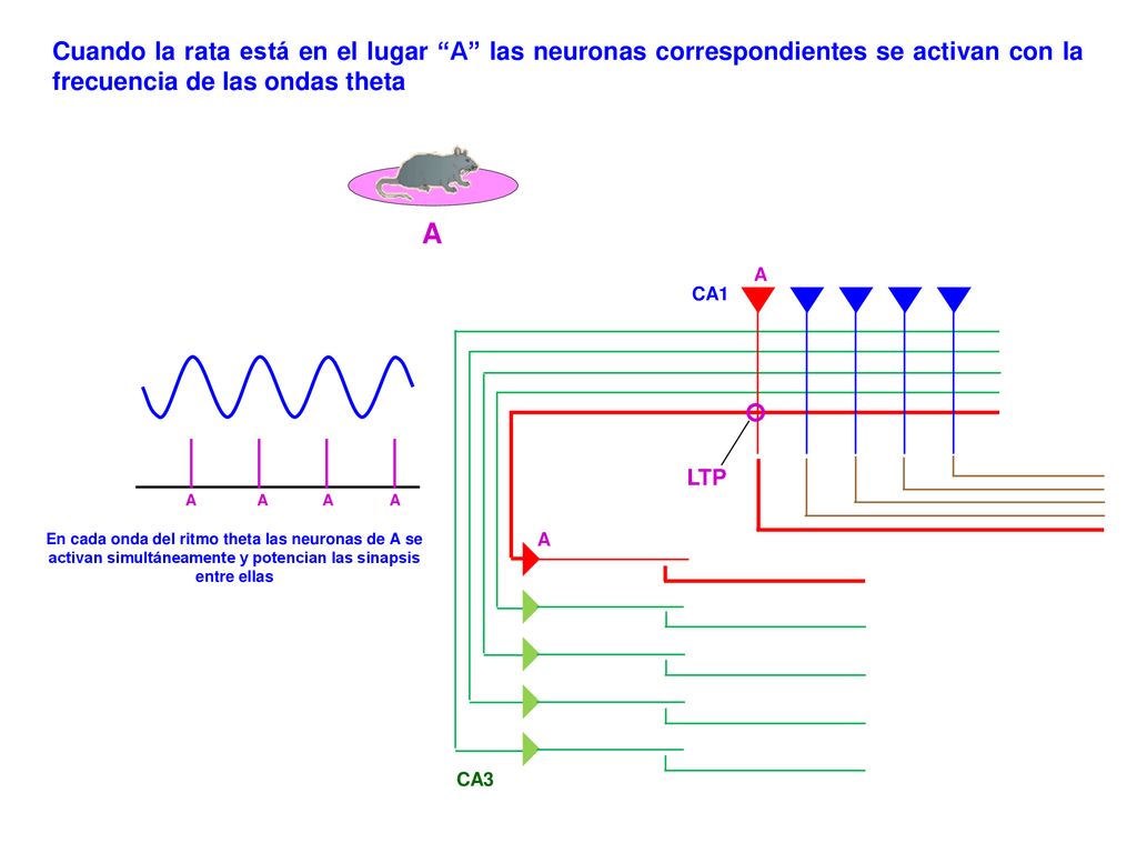 Cuando la rata está en el lugar A las neuronas correspondientes se activan con la frecuencia de las ondas theta