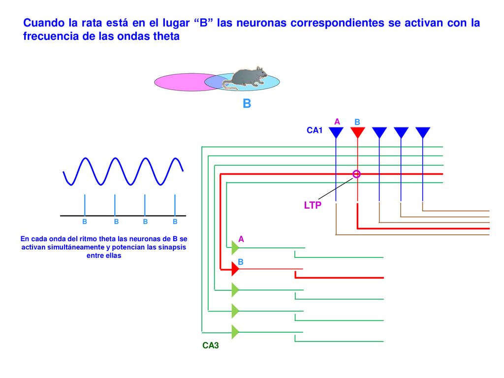 Cuando la rata está en el lugar B las neuronas correspondientes se activan con la frecuencia de las ondas theta