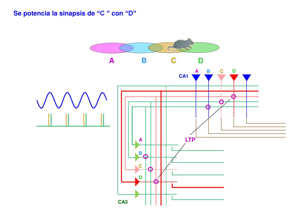 A B C D Se potencia la sinapsis de C con D LTP A B C D CA1 A B C