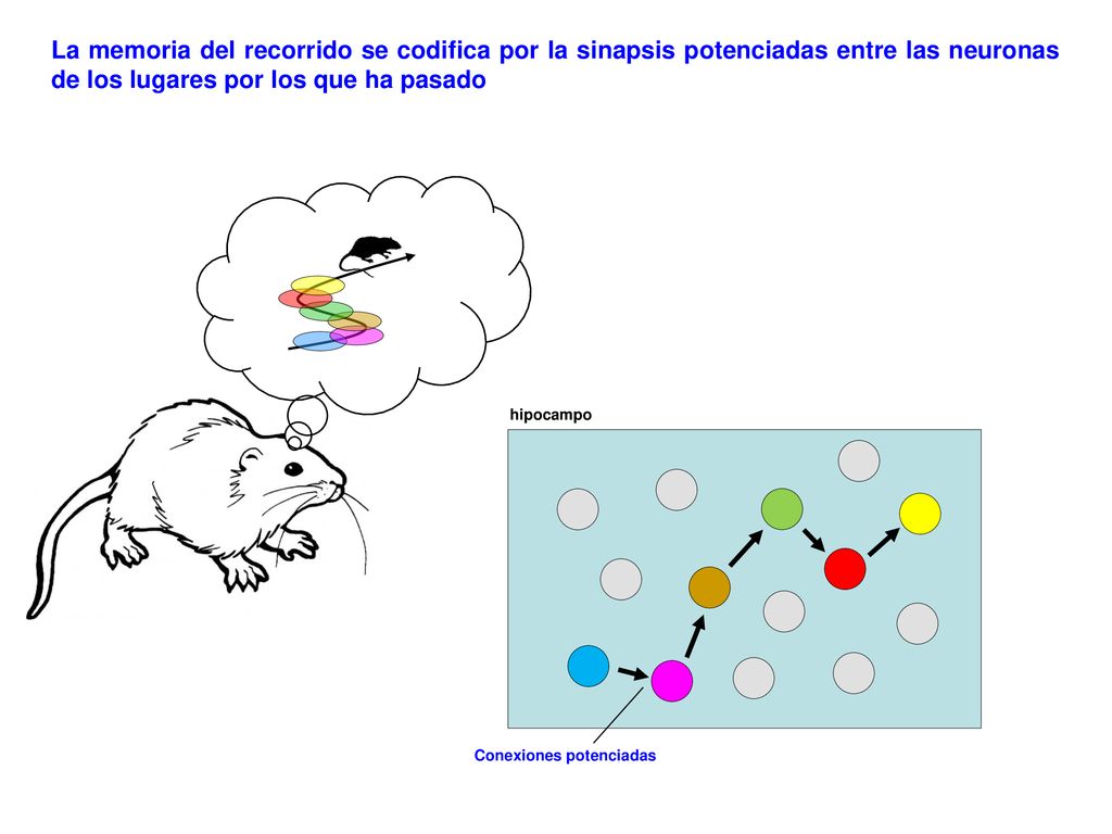 La memoria del recorrido se codifica por la sinapsis potenciadas entre las neuronas de los lugares por los que ha pasado