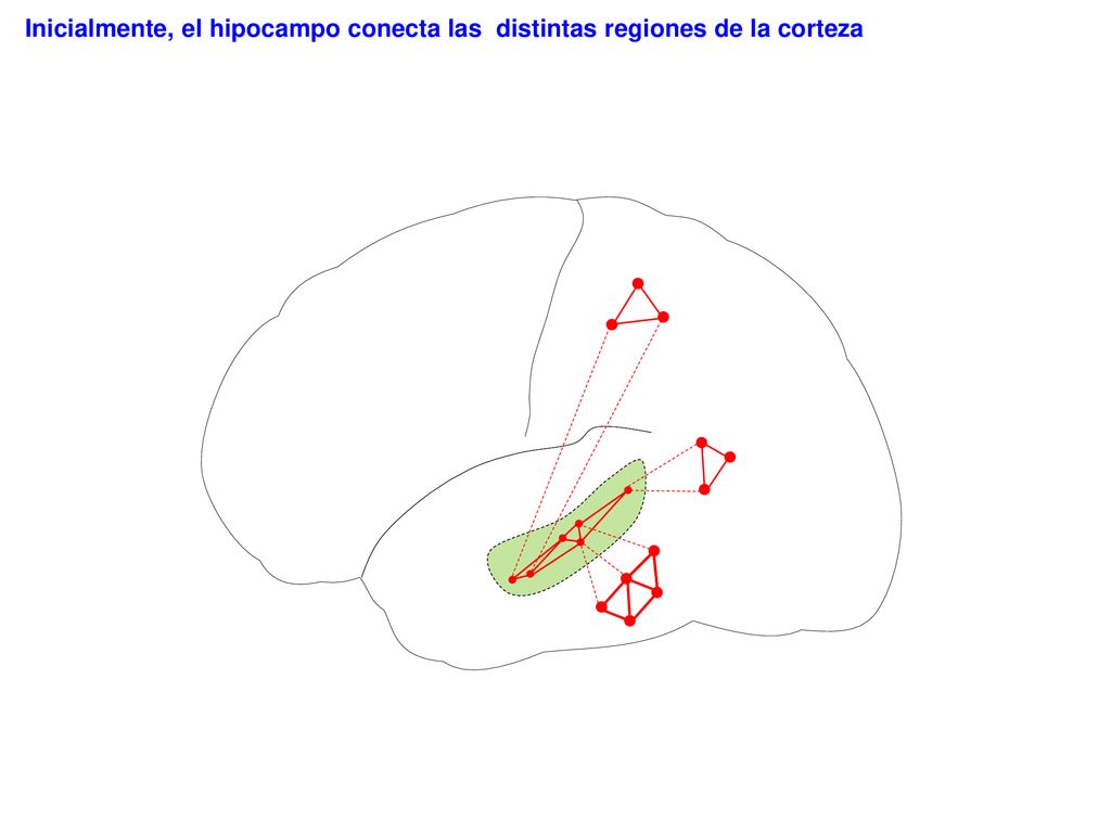 Inicialmente, el hipocampo conecta las distintas regiones de la corteza