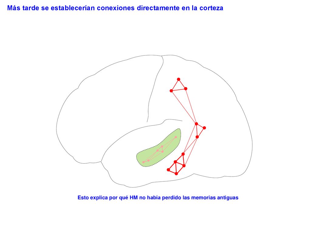 Más tarde se establecerían conexiones directamente en la corteza