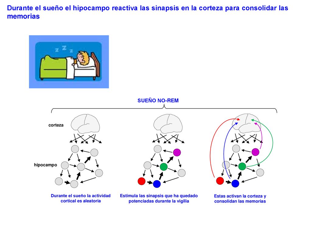Durante el sueño el hipocampo reactiva las sinapsis en la corteza para consolidar las memorias