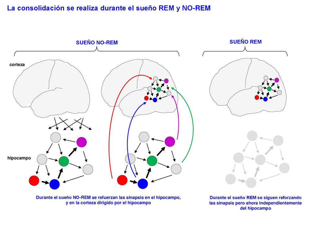 La consolidación se realiza durante el sueño REM y NO-REM