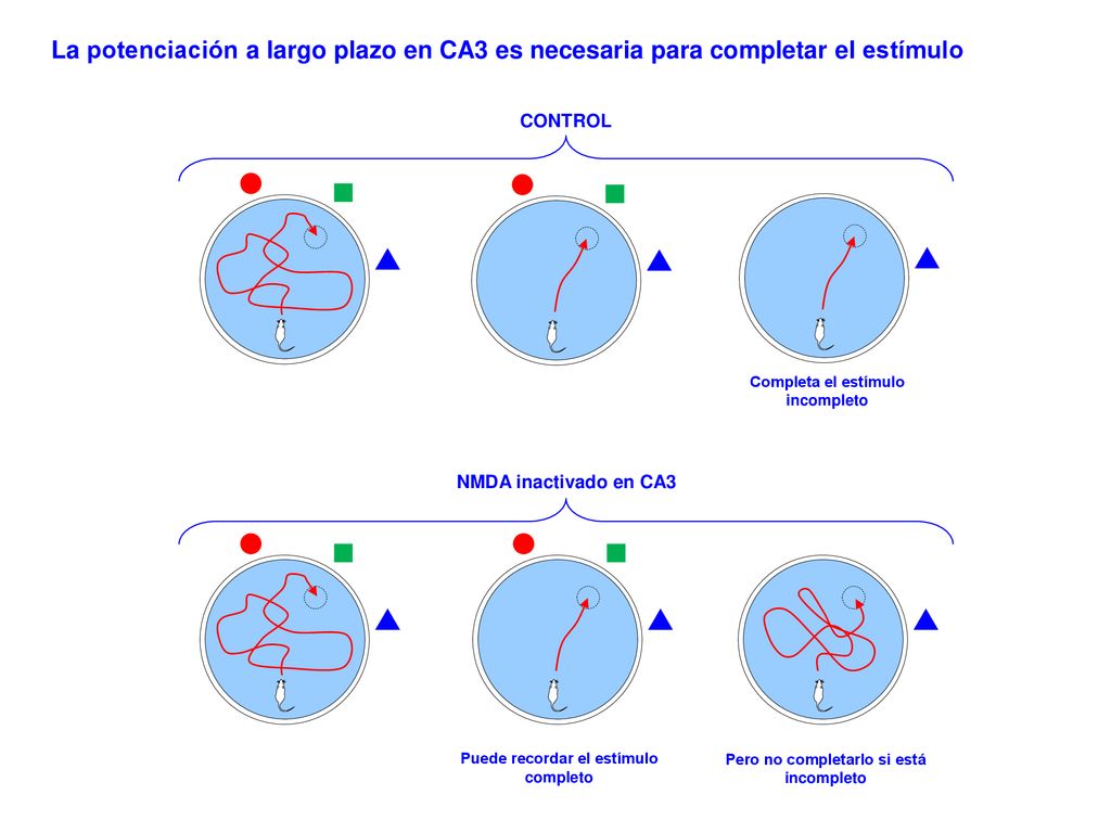 La potenciación a largo plazo en CA3 es necesaria para completar el estímulo