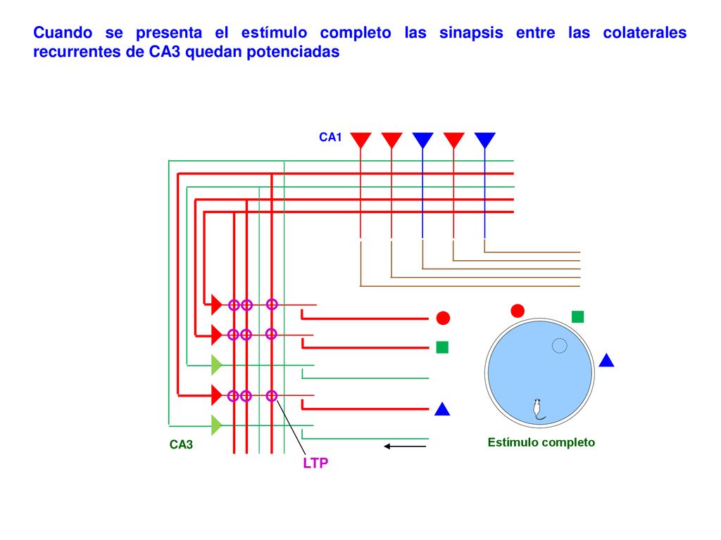 Cuando se presenta el estímulo completo las sinapsis entre las colaterales recurrentes de CA3 quedan potenciadas