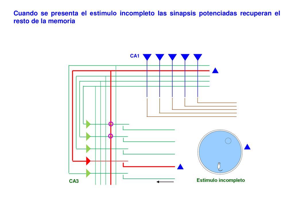 Cuando se presenta el estímulo incompleto las sinapsis potenciadas recuperan el resto de la memoria