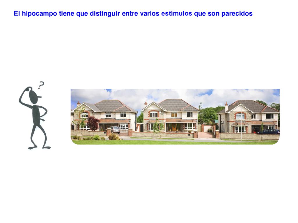 El hipocampo tiene que distinguir entre varios estímulos que son parecidos