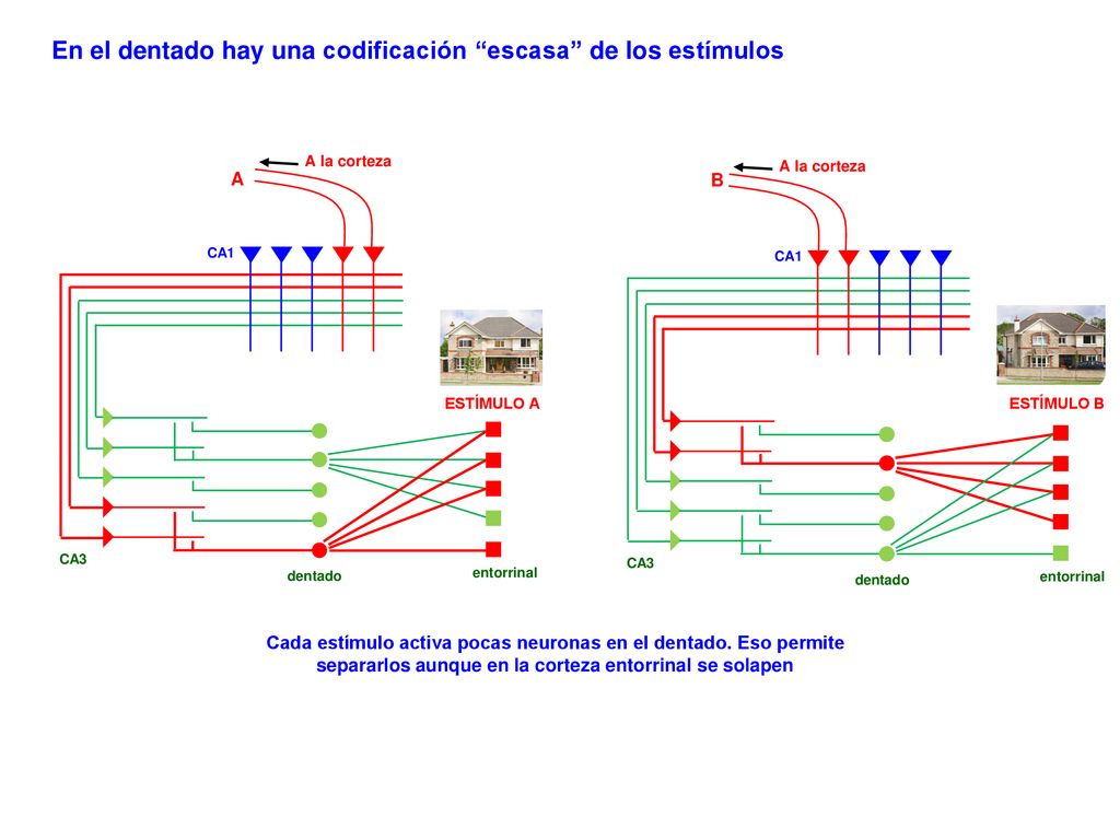 En el dentado hay una codificación escasa de los estímulos