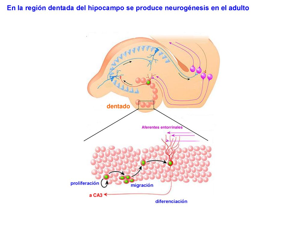 En la región dentada del hipocampo se produce neurogénesis en el adulto
