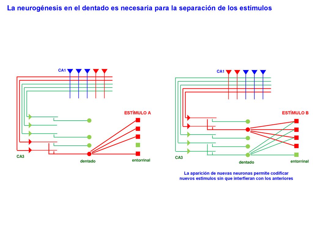La neurogénesis en el dentado es necesaria para la separación de los estímulos