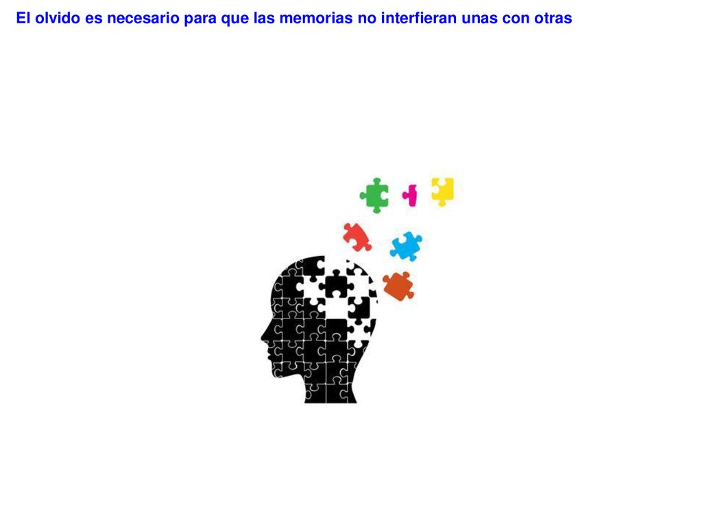 El olvido es necesario para que las memorias no interfieran unas con otras