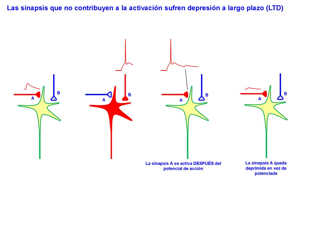 Las sinapsis que no contribuyen a la activación sufren depresión a largo plazo (LTD)