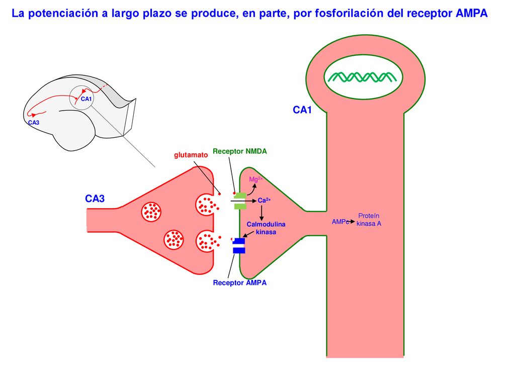 La potenciación a largo plazo se produce, en parte, por fosforilación del receptor AMPA