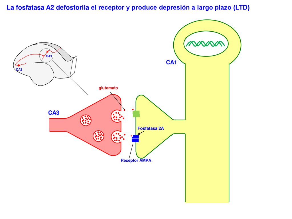 La fosfatasa A2 defosforila el receptor y produce depresión a largo plazo (LTD)