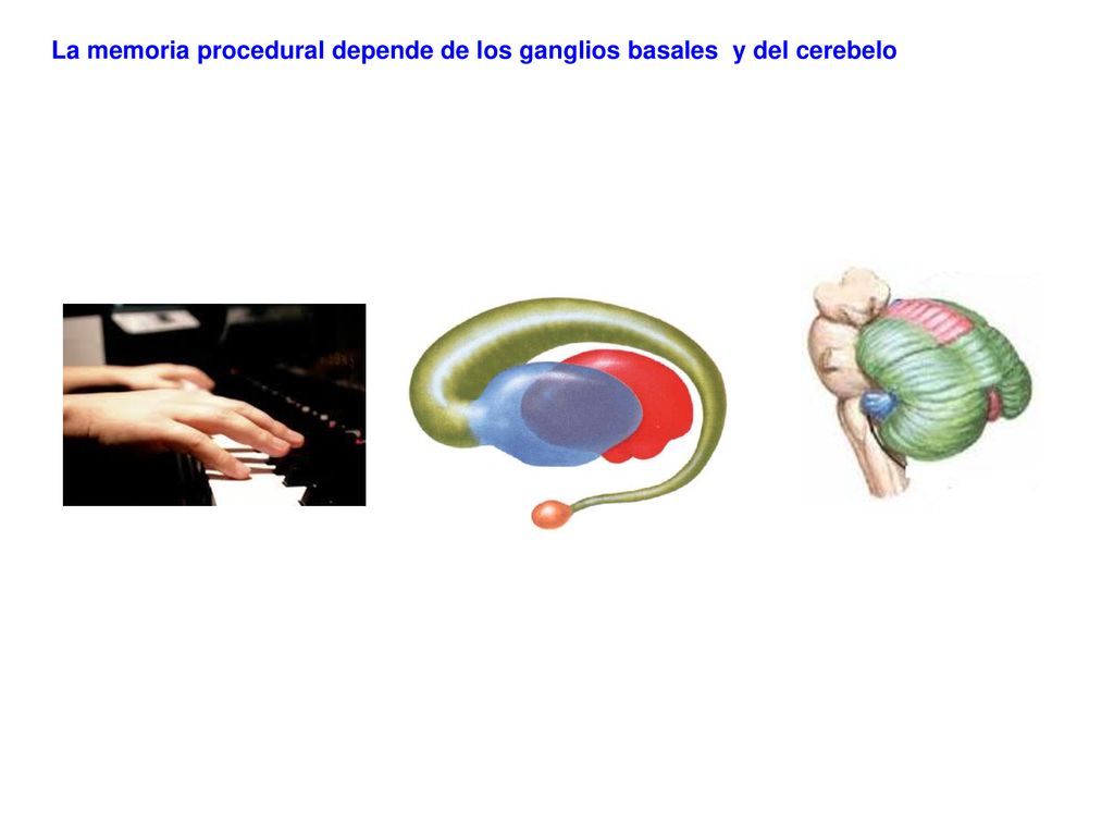 La memoria procedural depende de los ganglios basales y del cerebelo