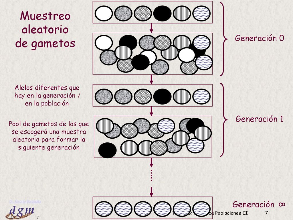 Muestreo aleatorio de gametos Generación 0 Generación 1 Generación 8