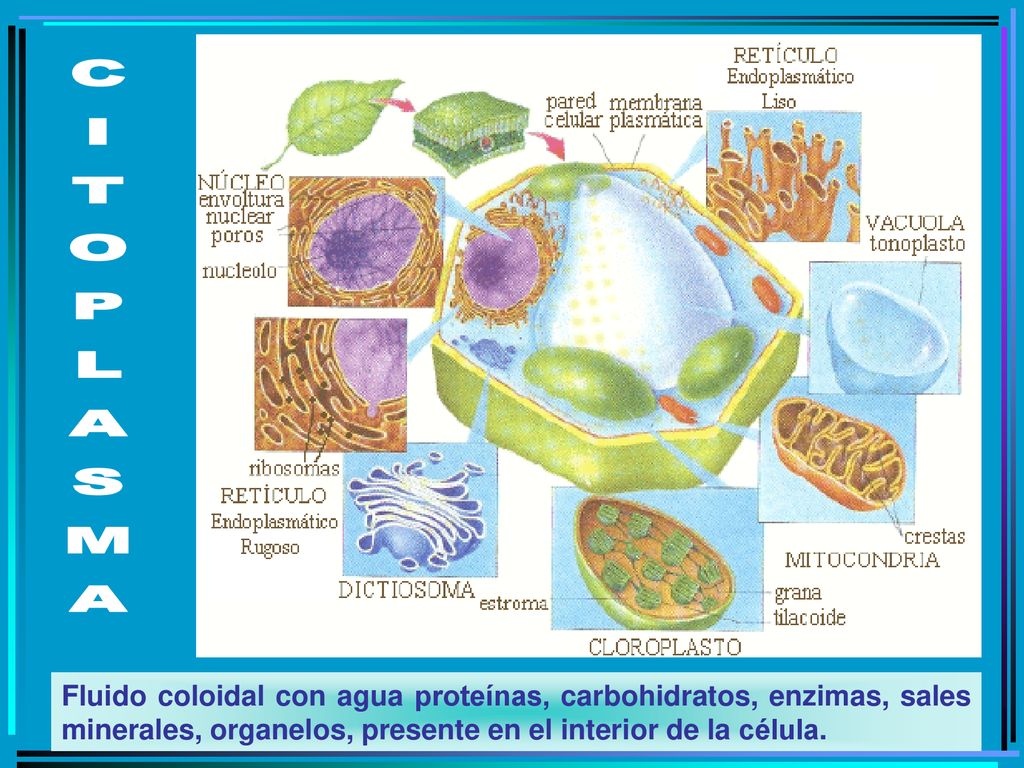 CITOPLASMA Fluido coloidal con agua proteínas, carbohidratos, enzimas, sales minerales, organelos, presente en el interior de la célula.