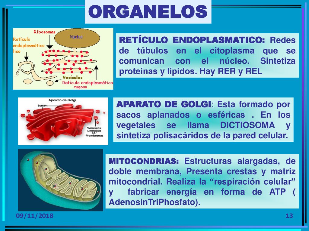 ORGANELOS RETÍCULO ENDOPLASMATICO: Redes de túbulos en el citoplasma que se comunican con el núcleo. Sintetiza proteínas y lípidos. Hay RER y REL.