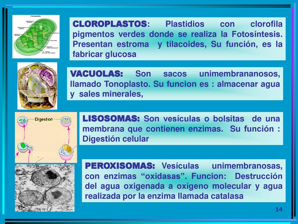 CLOROPLASTOS: Plastidios con clorofila pigmentos verdes donde se realiza la Fotosíntesis. Presentan estroma y tilacoides, Su función, es la fabricar glucosa