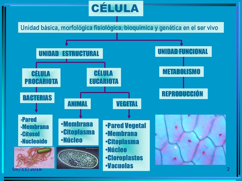 CÉLULA Unidad básica, morfológica fisiológica, bioquímica y genética en el ser vivo. UNIDAD FUNCIONAL.