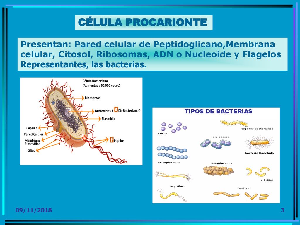 CÉLULA PROCARIONTE Presentan: Pared celular de Peptidoglicano,Membrana celular, Citosol, Ribosomas, ADN o Nucleoide y Flagelos.
