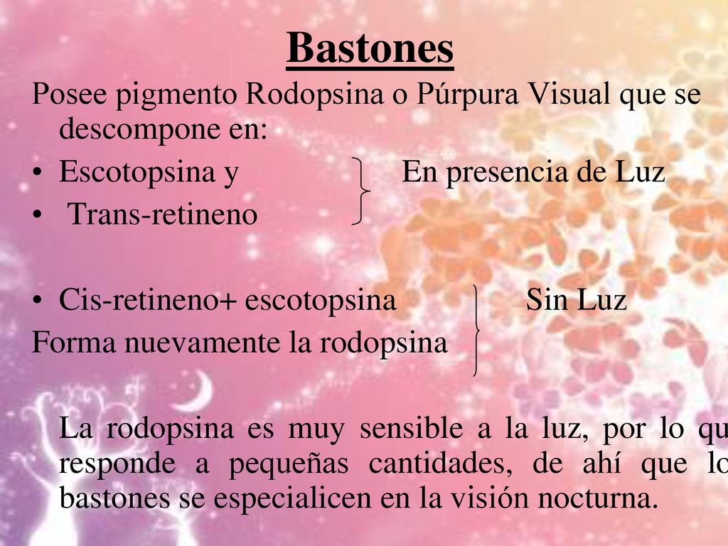 Bastones Posee pigmento Rodopsina o Púrpura Visual que se descompone en: Escotopsina y En presencia de Luz.